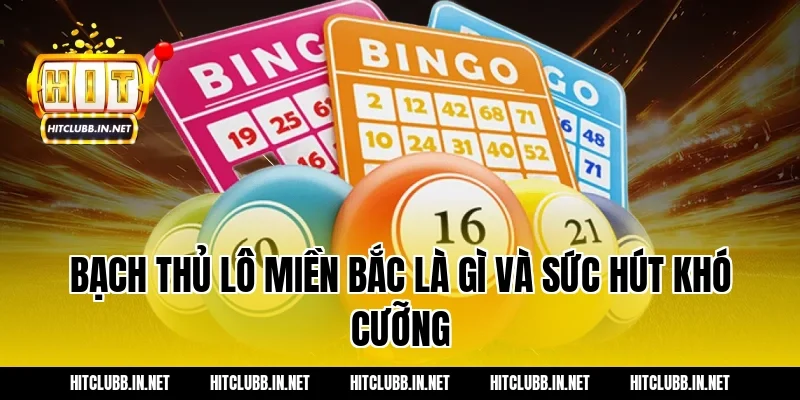 Bạch thủ lô miền bắc là gì và sức hút khó cưỡng